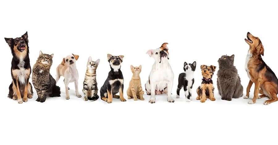 Full Cat And Dog Grooming In Jlt Dubai