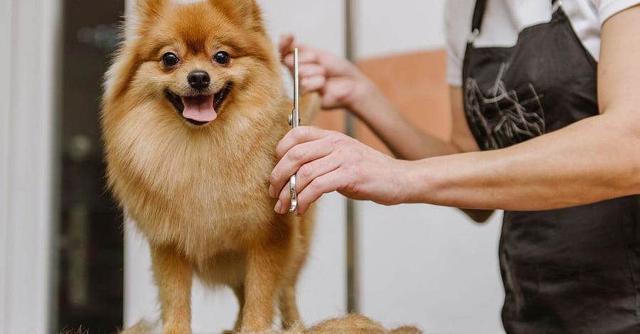 Full Grooming For Cats And Dogs To Keep Them Pampered! Dubai