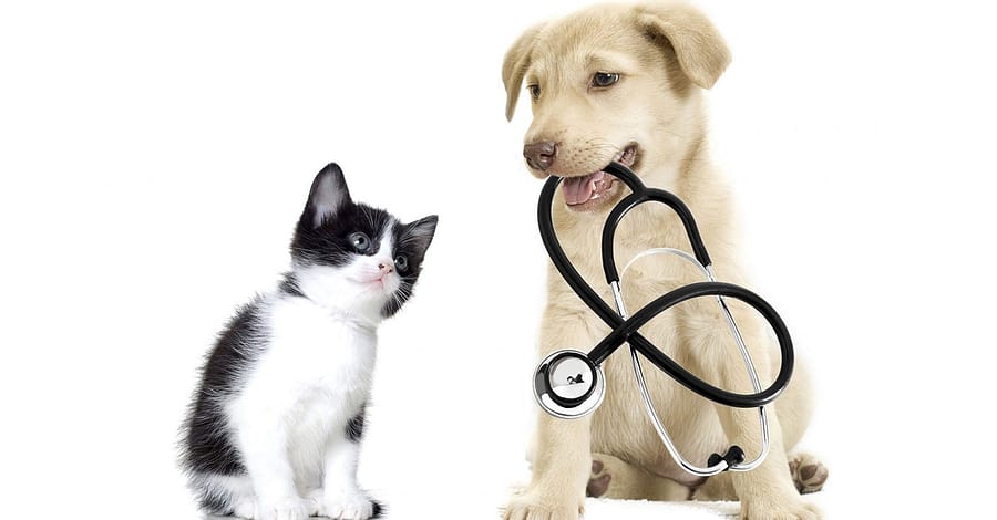 Get Specialized Vet Care For Your Pet At Cute Cat Veterinary Clinic Sharjah & N. Emirates