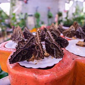 Miracle Garden + Butterfly Garden - Combo Must-see attractions