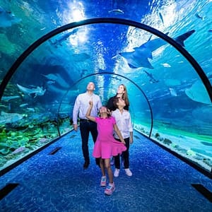 The National Aquarium Abu Dhabi at The National Aquarium Abu Dhabi
