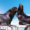 Dubai Dolphinarium: Dolphin & Seal Show at Dubai Dolphinarium, Dubai, United Arab Emirates - Image 2