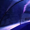 SEA LIFE London Aquarium - Same day Ticket - Top-Rated Attractions - Image 3