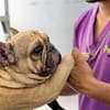 Basic Grooming Session At Pet Joy Veterinary Clinic Dubai