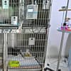 Veterinary Examination At Pet Connection Veterinary Clinic Dubai - Image 10