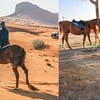 Horse Back Riding Desert Hack - Sports Events - Image 3