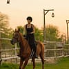 Horse Riding with Open Buffet Dinner & Shows - Desert safaris - Image 2