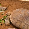 Dive Into Fun: Zoo Entrance With Activity And Aed 50/100/200 Voucher Abu Dhabi - Image 6