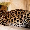 Dive Into Fun: Zoo Entrance With Activity And Aed 50/100/200 Voucher Abu Dhabi - Image 8