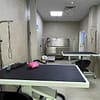 Extensive Pet Grooming Service Dubai - Image 4
