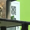 Extensive Pet Grooming Service Dubai - Image 6