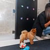Pet Day Care At Six Pawz Pet Grooming Dubai - Image 2