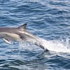 Dolphins Watching - Sightseeing and Tours - Image 3
