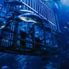 Dubai Aquarium & Underwater Zoo: All-Access Pass at Dubai Aquarium & Underwater Zoo, Dubai, United Arab Emirates - Image 2