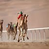 Dubai Royal Camel Race with Prime Seats & Short Camel Ride at Dubai royal Camel Racing Club, Dubai, United Arab Emirates - Image 2