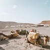 Half Day Camel Ride Agafay with Pickup at Hôtel Tazi, Marrakesh, Morocco - Image 2