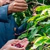 Hike with a local coffee farmer - Recently Added Experiences - Image 3