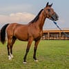 Horse Riding at Al Marmoom Oasis With Transfer - Desert safaris - Image 3