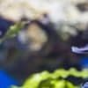 SEA LIFE Manchester Entry Ticket - Theme Parks - Image 3
