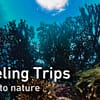 Snorkeling Daily Trips in Jeddah - Attractions Special Offers - Image 3