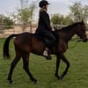 Sunset Horse Riding at Al Marmoom Oasis with a 6-Course Bedouin Dinner - Outdoor Attractions - Image 3