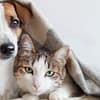 Basic Grooming Session At Pet Joy Veterinary Clinic Dubai - Image 2