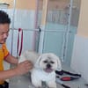 Full Grooming For A Cat Or Dog At Paws & Whiskers Pets Nursery Dubai - Image 3