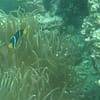 Scuba Diving Experience Dubai - Image 5