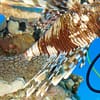 Scuba Diving Experience Dubai - Image 8