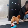 Treat Your Pet To The Ultimate Vip Experience Dubai