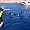Half-day Snorkeling Boat trip with lunch and drinks from Sharm El Sheikh - Sightseeing and Tours - Image 2