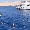 Half-day Snorkeling Boat trip with lunch and drinks from Sharm El Sheikh - Sightseeing and Tours - Image 3