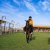 Horse Riding at Al Marmoom Oasis With Transfer - Desert safaris - Image 2