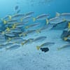 Dive Into Adventure With Diving Course Dubai - Image 14