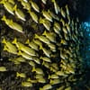 Diving Dubai - Image 2