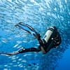 Diving Dubai - Image 4
