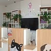 Fluff & Shine: Treat Your Pet To Luxury! Dubai - Image 2