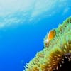 Open Water Scuba Diver Course At Goblin Diving Center Dubai - Image 2