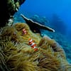 Open Water Scuba Diver Course At Goblin Diving Center Dubai - Image 3
