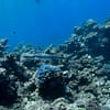 Open Water Scuba Diver Course At Goblin Diving Center Dubai - Image 4