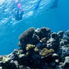 Open Water Scuba Diver Course At Goblin Diving Center Dubai - Image 5