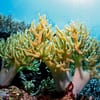 Open Water Scuba Diver Course At Goblin Diving Center Dubai - Image 6