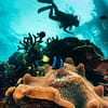 Up To 50% Off On At Orca Diving Center (Fujairah) National Deal - Image 3
