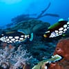 Up To 50% Off On At Orca Diving Center (Fujairah) National Deal - Image 4
