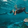 Dive & Snorkel Trips in Fujairah - Water Sports - Image 2