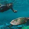 Dive & Snorkel Trips in Fujairah - Water Sports - Image 3