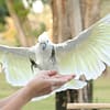 Exotic Bird Show - Dubai Dolphinarium - Dubai Dolphinarium - Image 3