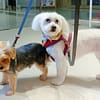 Groom, Grin, And Wag: Unleash Pet Paradise Dubai - Image 3