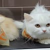 Groom, Grin, And Wag: Unleash Pet Paradise Dubai - Image 4