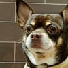 Groom, Grin, And Wag: Unleash Pet Paradise Dubai - Image 5